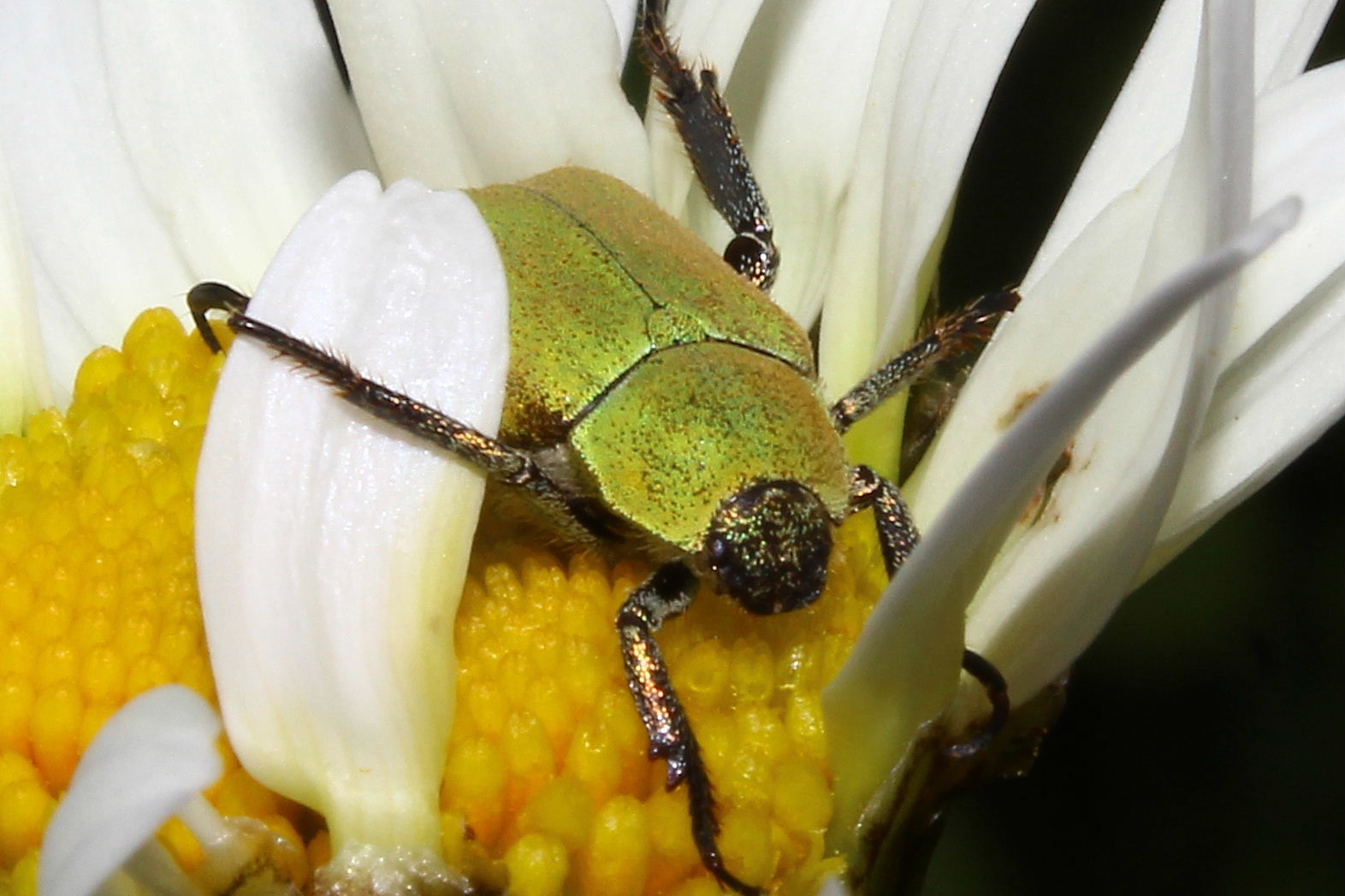 Hoplia argentea